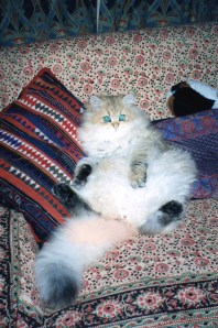 Memories Make Me Happy - Our Cat Coco In The 90s